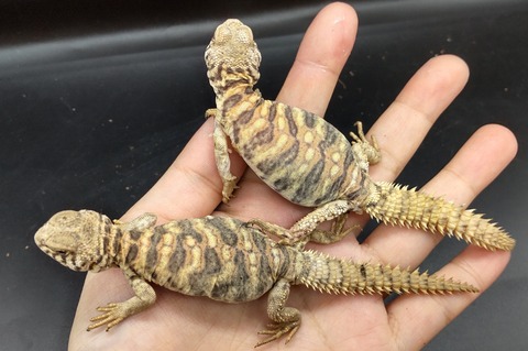 Polish_20231129_161258085