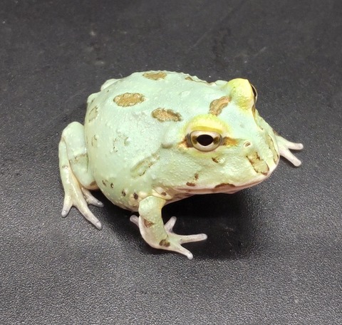 Polish_20231225_183405939