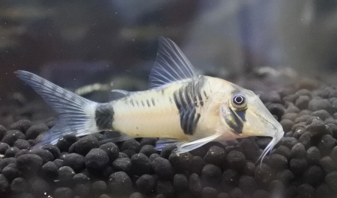 6月25日(土)熱帯魚入荷情報♪ : かねだい足立店ブログ 6月25日(土)熱帯魚入荷情報♪ : かねだい足立店ブログ