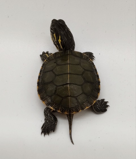 Polish_20240812_190137181