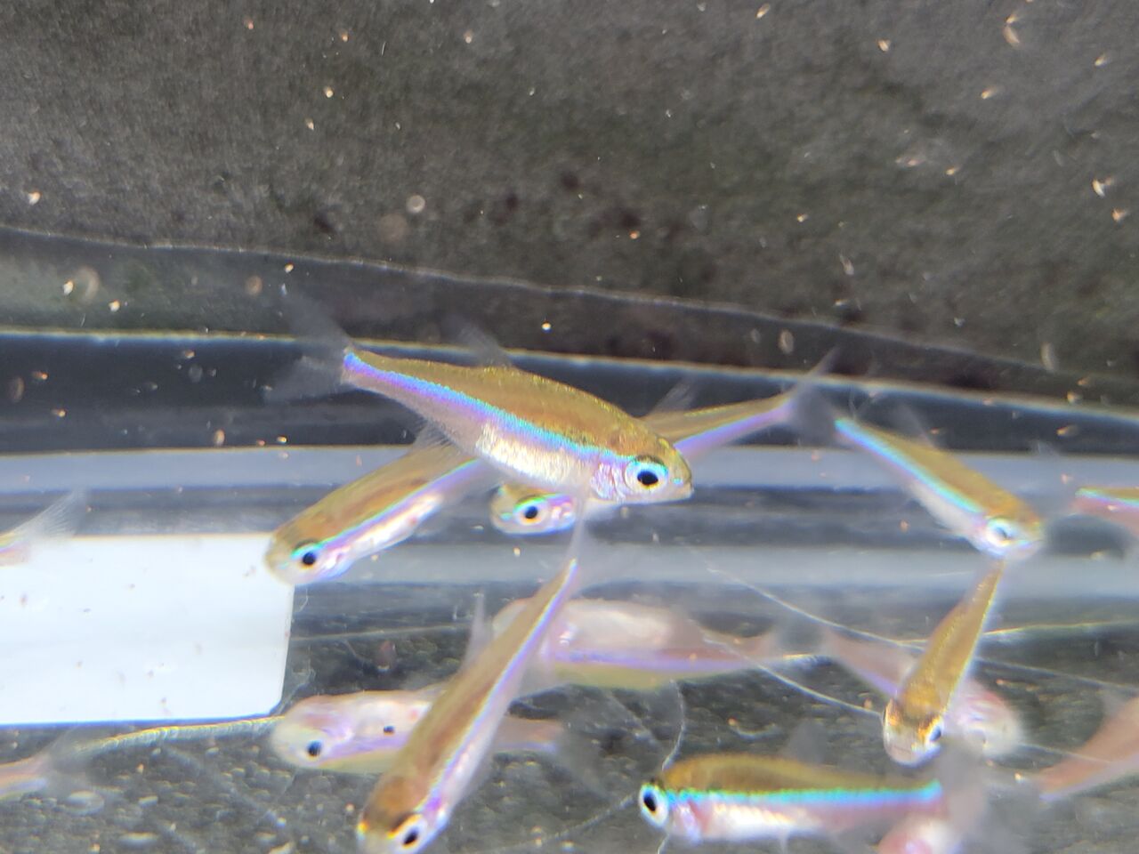 10月1日 土 熱帯魚入荷情報 かねだい足立店ブログ
