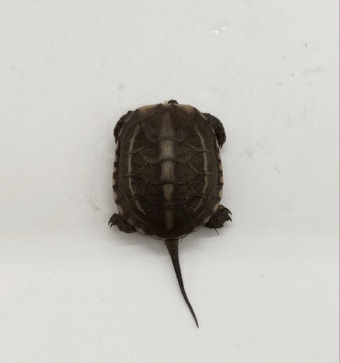 Polish_20240624_160533924