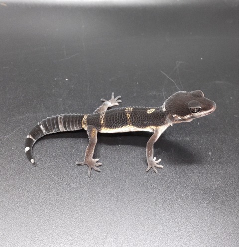 Polish_20230627_140429283