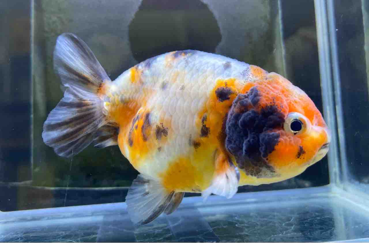 金魚•メダカ入舎情報‼️ : かねだい足立店ブログ