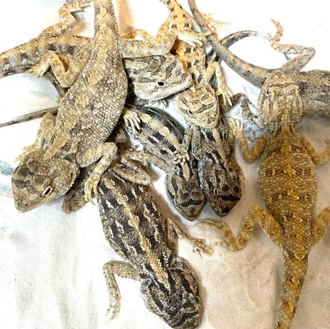 Polish_20250409_161209846