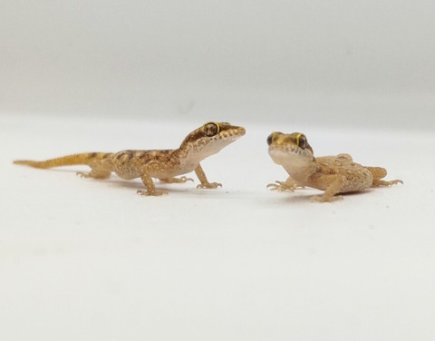 Polish_20250408_154510787