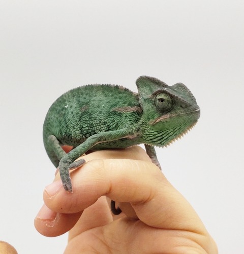 Polish_20250304_172548752