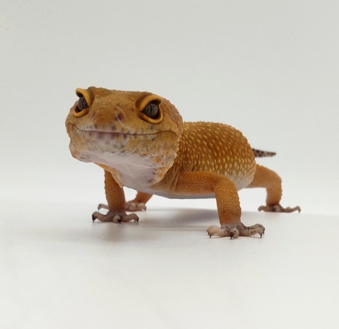 Polish_20240428_174148175