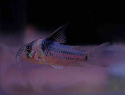 7月2日(木)熱帯魚入荷情報🐟 : かねだい足立店ブログ