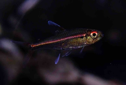 2月14日(金)熱帯魚入荷情報🐟】 : かねだい足立店ブログ