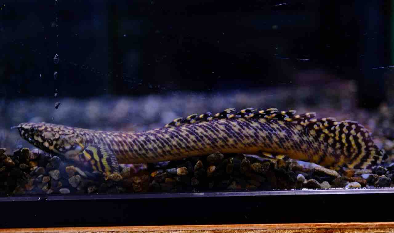 39 アンスリウム　ポルティアエ×SP ナポ　激激レア　フリフリ　フラットイヤ 39 アンスリウム ポルティアエ×SP ナポ 激激レア フリフリ