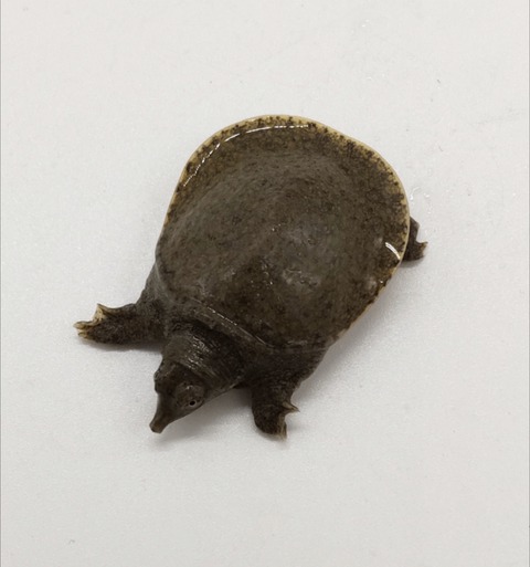 Polish_20240903_160133619