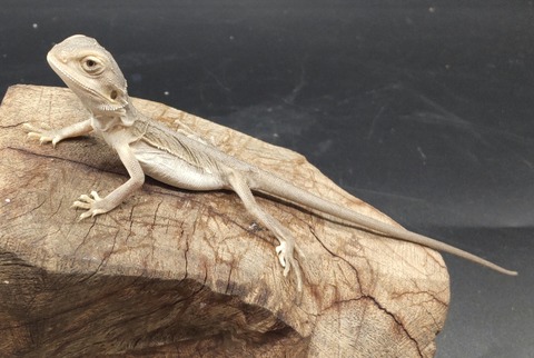 Polish_20231213_155615231