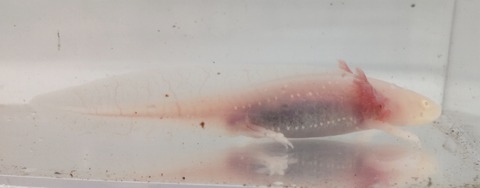 Polish_20240522_173101726