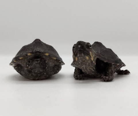 Polish_20240722_173029830