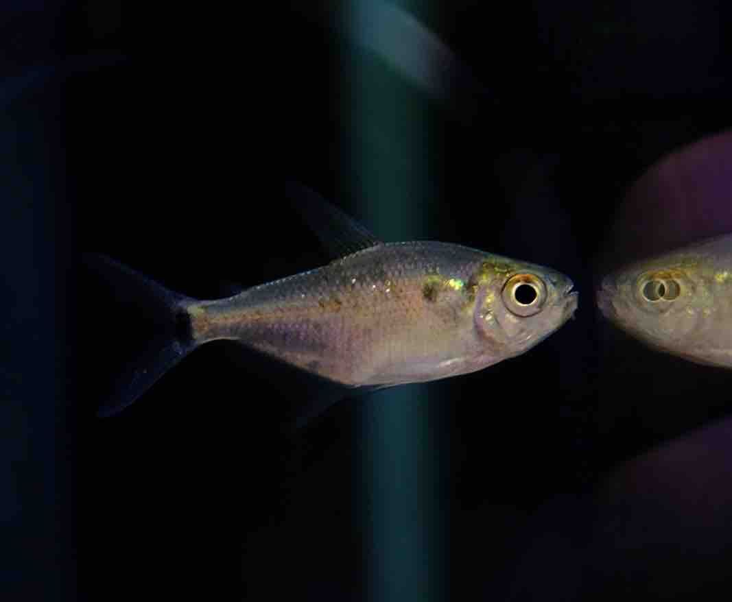 10月3日(木)熱帯魚入荷情報⚡️ : かねだい足立店ブログ