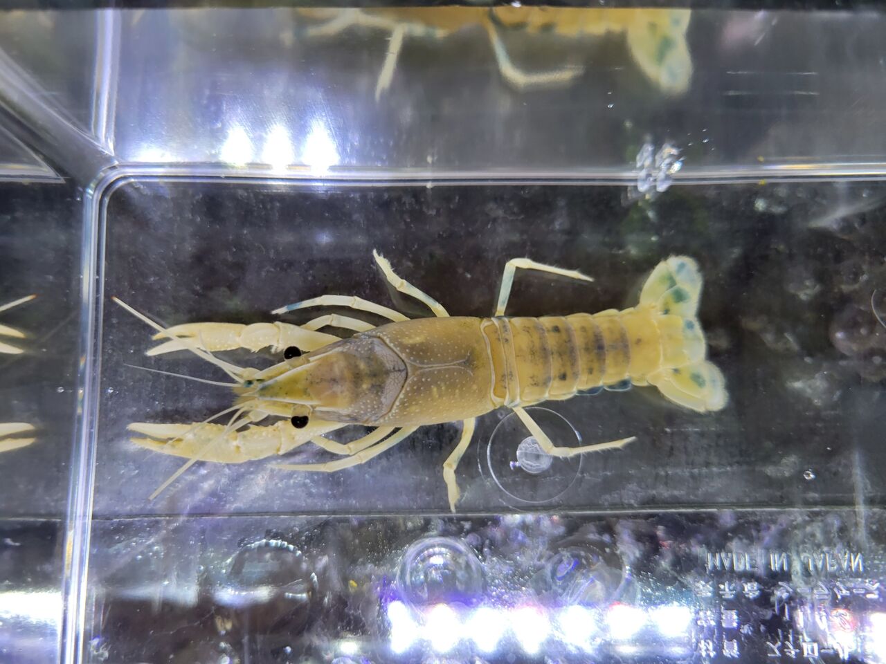 6月24日(金) ザリガニ入荷情報 : かねだい足立店ブログ