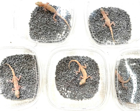 Polish_20250409_161024799