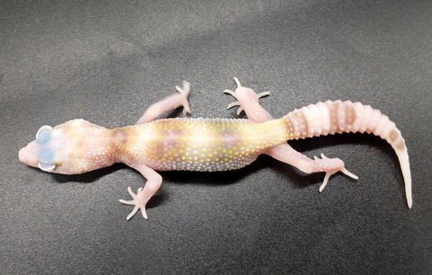 Polish_20231219_152415256