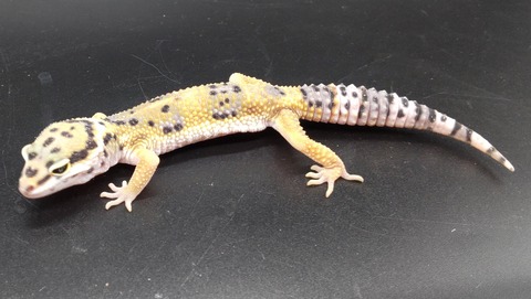 Polish_20231226_180924065