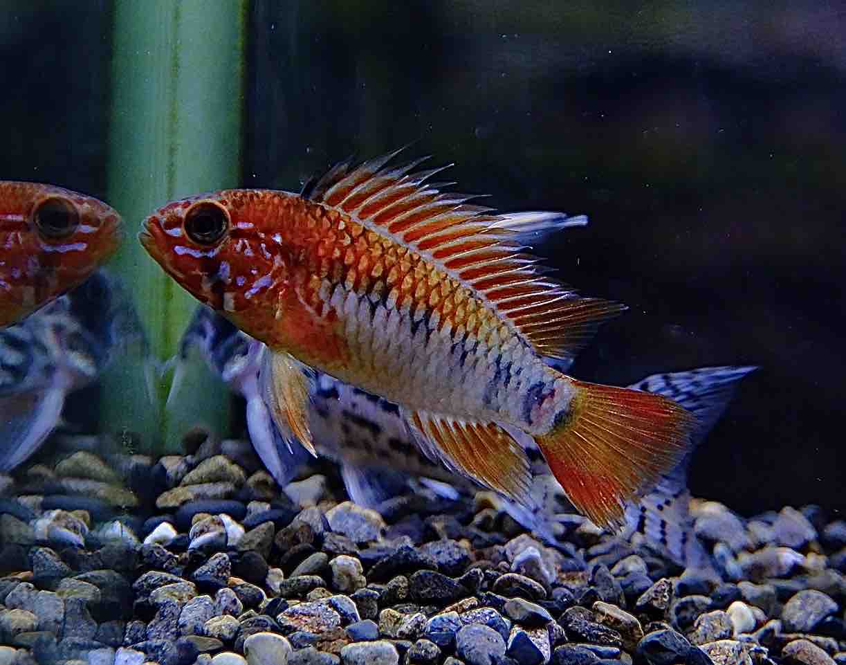 8月15日(金)熱帯魚入荷情報🐟 : かねだい足立店ブログ