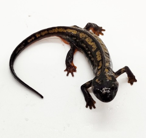 Polish_20250224_171722640