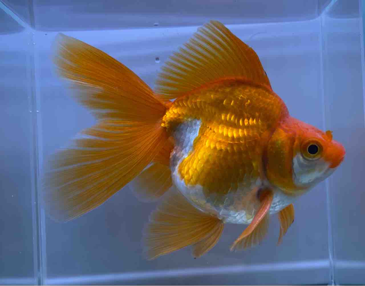 🐟金魚•メダカ入舎情報‼️ : かねだい足立店ブログ