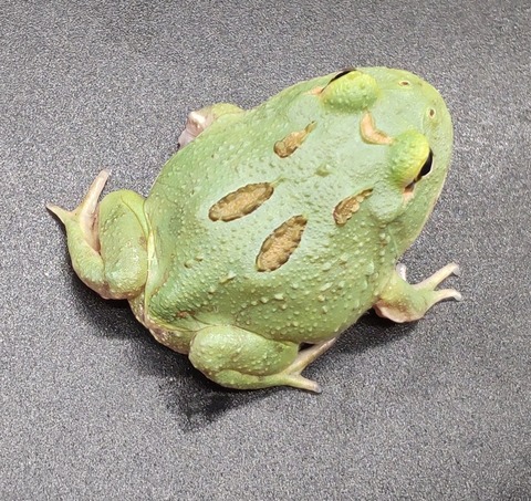 Polish_20231225_183725691