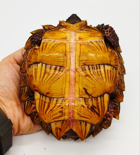 Polish_20240429_175510358