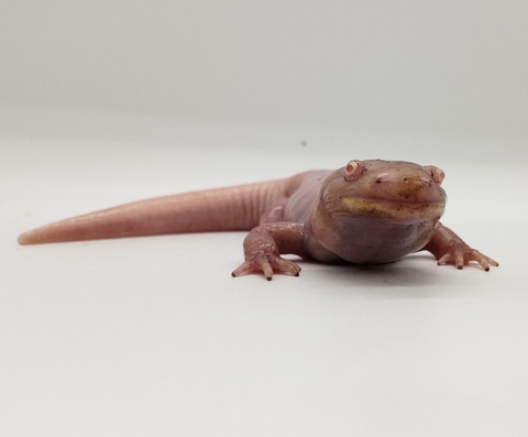 Polish_20240429_165605779