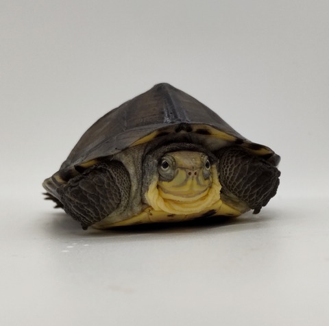 Polish_20240624_160219107