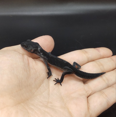 Polish_20230627_140547463