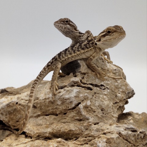 Polish_20240716_155359399