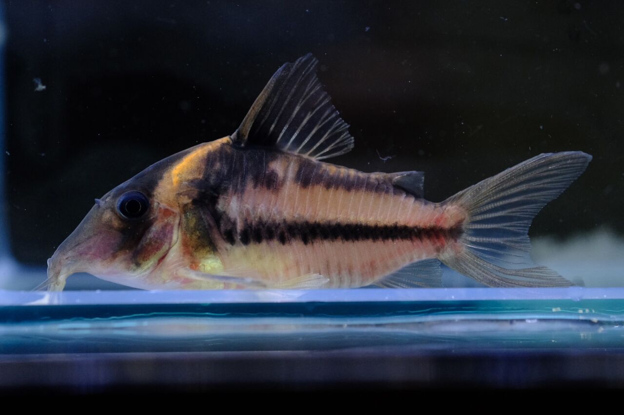 熱帯魚様 2月9日までの熱帯魚入荷情報！ | かねだい横浜店❗️ 続々新コーナー