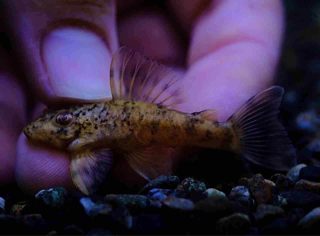 8月22日(金)熱帯魚入荷情報? : かねだい足立店ブログ