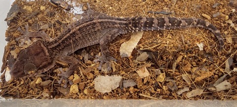 Polish_20240428_185926878