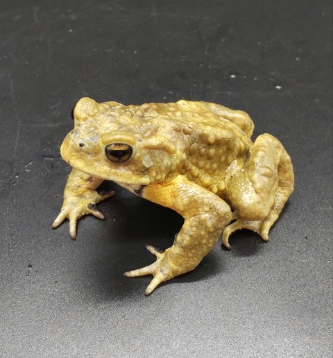 Polish_20230227_170430389