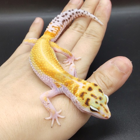 Polish_20230420_142507448