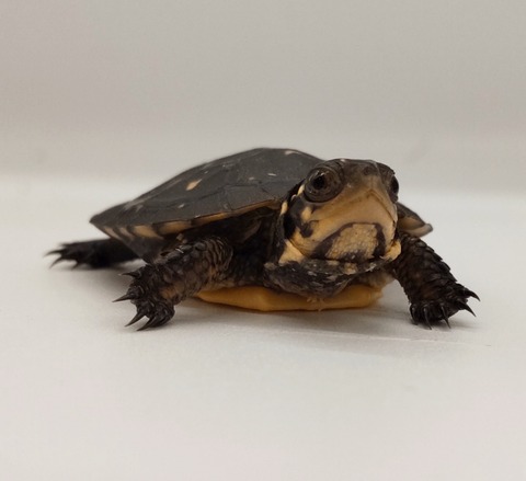 Polish_20241007_152245267