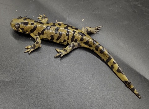 Polish_20231225_183335920