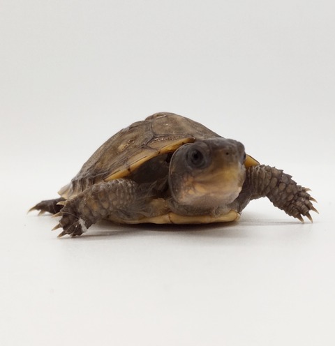 Polish_20250225_165537749