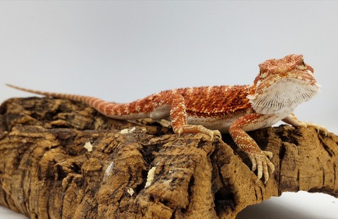 Polish_20240918_162806628