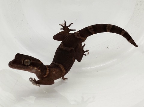 Polish_20240428_183922356