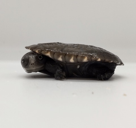 Polish_20240722_172924721