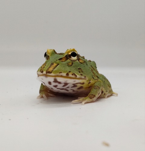 Polish_20240522_172712077