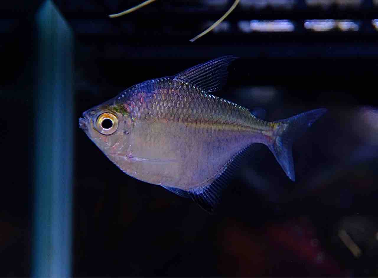 8月7日・8日(木・金)熱帯魚入荷情報🐟 : かねだい足立店ブログ 8月7日・8日(木・金)熱帯魚入荷情報🐟 : かねだい足立店ブログ