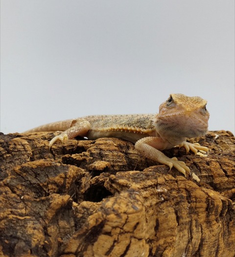 Polish_20240918_163327738