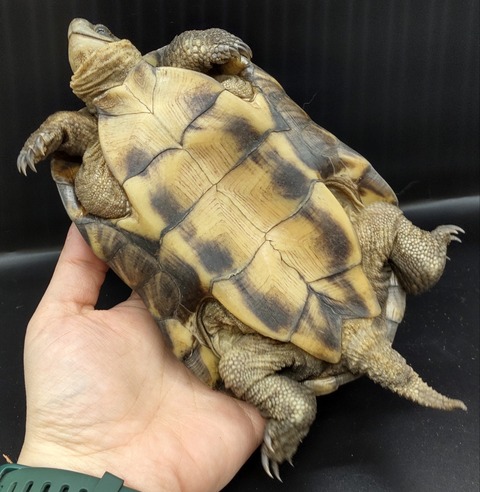 Polish_20230227_170923587