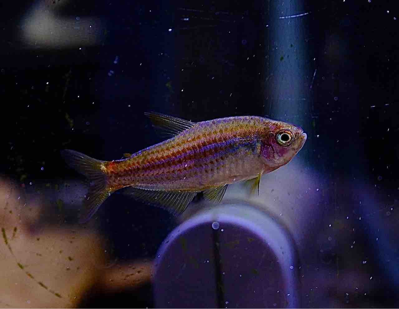 ボレアリス　カリブ 5月23日(金)熱帯魚入荷情報&入荷予定情報🐟 : かねだい足立店ブログ