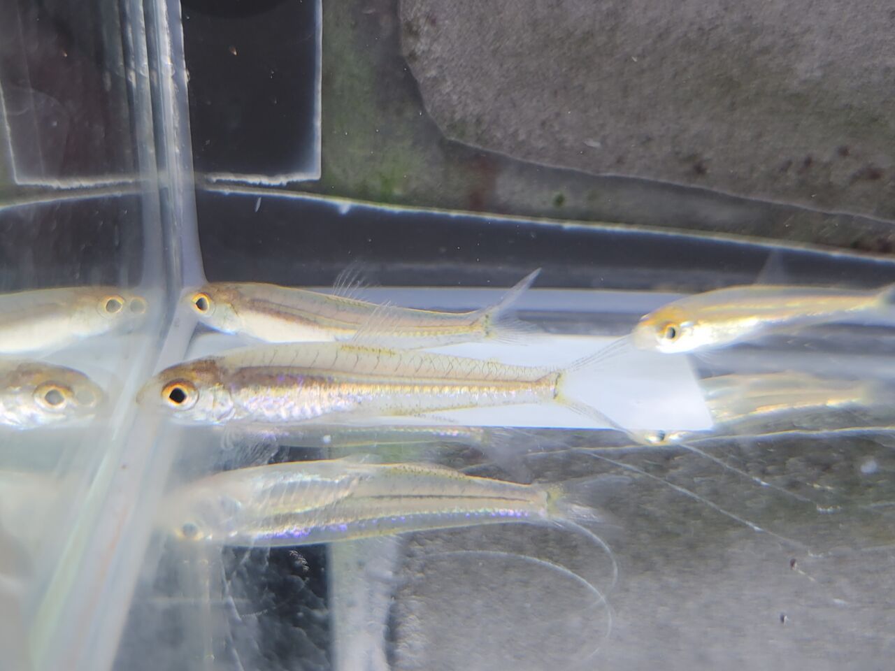10月1日 土 熱帯魚入荷情報 かねだい足立店ブログ